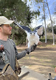 Hawk On Hand Falconry