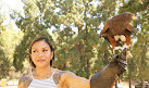 Hawk On Hand Falconry