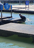 Sea Lion Viewing Area