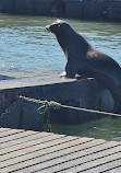 Sea Lion Viewing Area