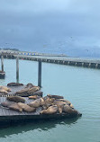 Sea Lion Viewing Area