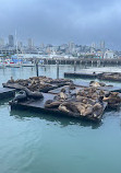 Sea Lion Viewing Area