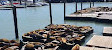 Sea Lion Viewing Area