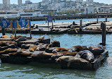 Sea Lion Viewing Area