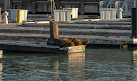 Sea Lion Viewing Area