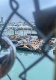 Sea Lion Viewing Area