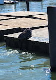 Sea Lion Viewing Area