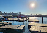 Sea Lion Viewing Area