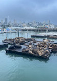 Sea Lion Viewing Area