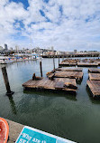 Sea Lions