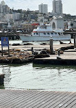 Sea Lions