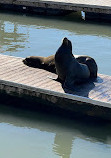 Sea Lions