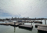 Sea Lions