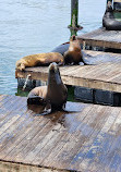 Sea Lions