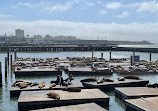 Sea Lions