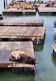 Sea Lions