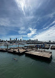 Sea Lions