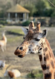 Dublin Zoo