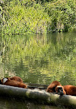 Dublin Zoo