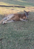 Zoo di Sydney