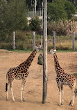 Zoológico de Sídney