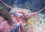 SEA LIFE Sydney Aquarium