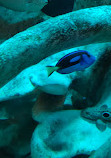 SEA LIFE Sydney Aquarium