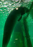 SEA LIFE Sydney Aquarium