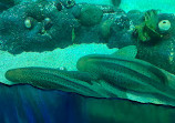 SEA LIFE Sydney Aquarium