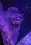 SEA LIFE Sydney Aquarium