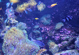 SEA LIFE Sydney Aquarium