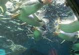 SEA LIFE Sydney Aquarium