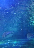 SEA LIFE Sydney Aquarium