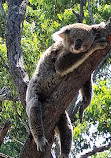 Taronga Zoo Sydney