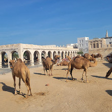 Camel Pen