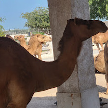 Camel Pen