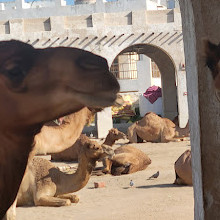 Camel Pen