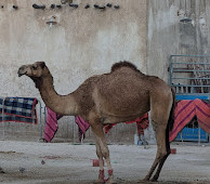 Camel Pen