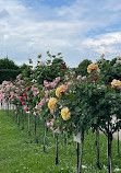 Rosarium