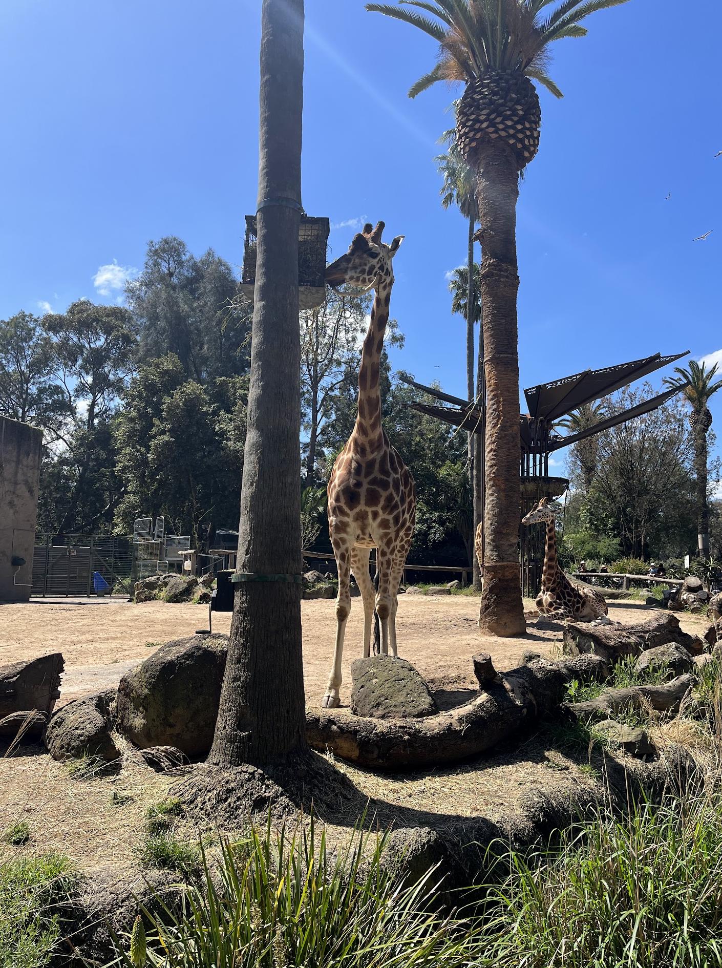 Melbourne Zoo DigestED Classroom