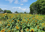 Fox Hollow Farms