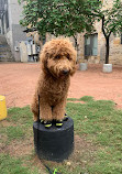 Dog Training Elite Austin