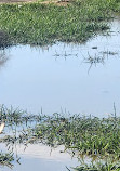 Goulburn Wetlands