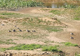 Goulburn Wetlands