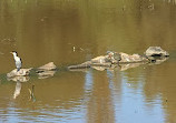 Goulburn Wetlands