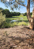 Goulburn Wetlands