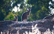 Goulburn-wetlands