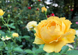 Wallbridge Rose Garden