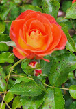 Brookdale Park Rose Garden