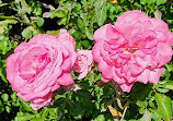 Brookdale Park Rose Garden